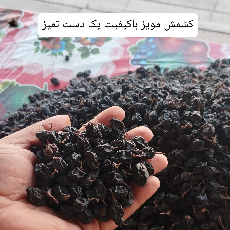 فروش کشمش عمده